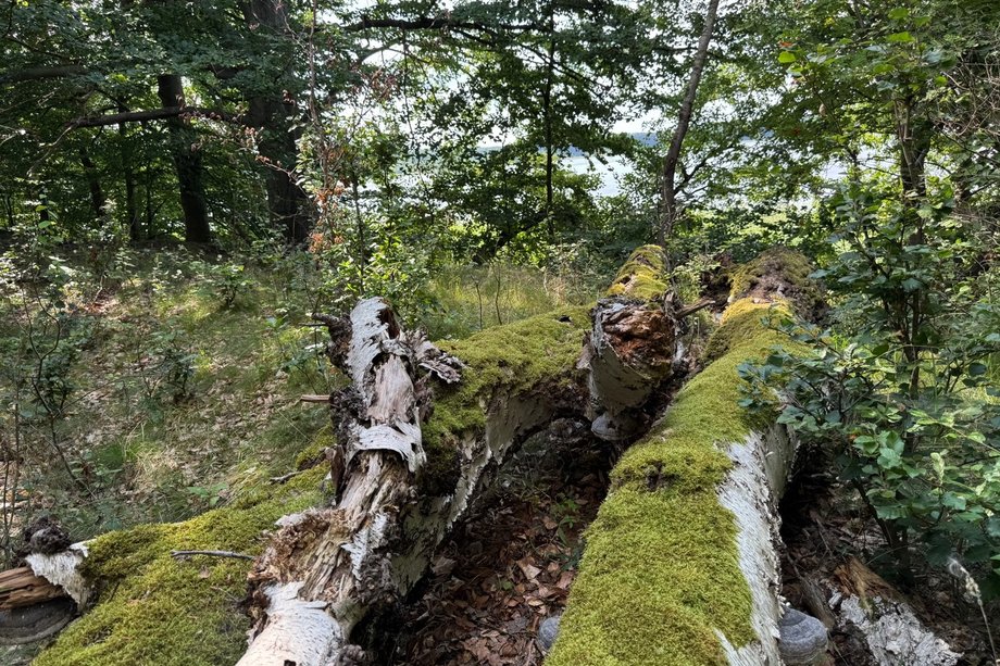 Fallen moss-covered tree trunk in a natural forest as a symbol of environment and sustainability