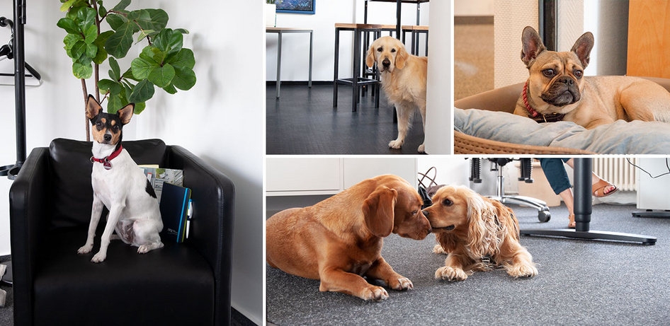 Dogs in the office - Officedogs